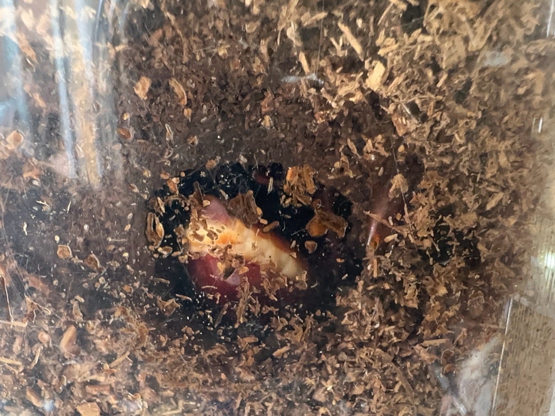 ゆうねぐみ⭐︎カブトムシ